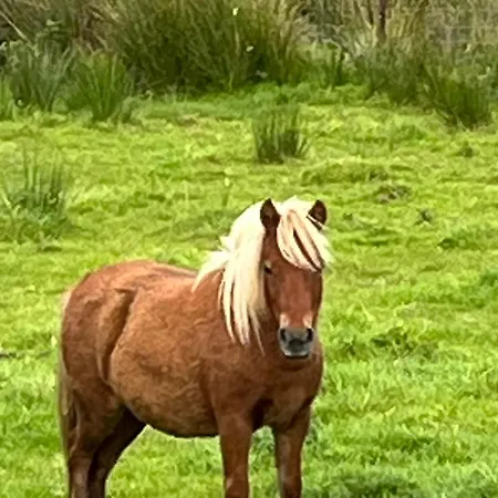 Bed and Breakfast Robins Nest F94e2ta Ardara