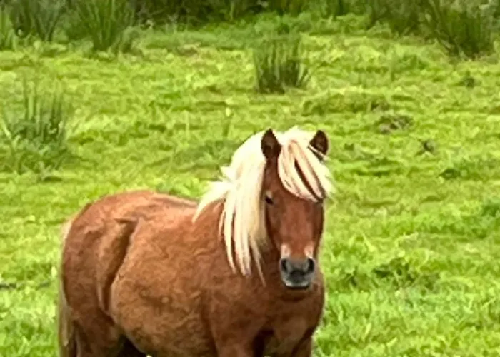 Frühstückspension Robins Nest F94e2ta Ardara